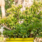 2 Succulents Plants Live Jade Plant Crassula Ovata, Live Mini Succulents Plants in 2 Inch Pot, Low Maintance, Unique Collections for Beginners