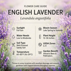 2 Pack English Lavender Seeds for Planting Outdoor (400 Seeds), High Germination Herb Seeds, Robust Low Maintenance Aromatic Flowers for Garden Borders