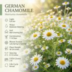 2 Packs German Chamomile Seeds (7000 Seeds), High Germination Herb Seeds for Planting,  Low Maintenance Aromatic Flowers for Sunlit Yard Borders