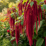 600 Pcs Love Lies Bleeding Seeds, Heirloom Amaranthus Caudatus for Planting, Fast-Growing Plants for Bright Sunlit Gardens