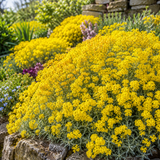 200 Pcs Basket of Gold Flower Seeds for Planting Outdoors, Adaptable Cold-Hardy Ground Cover, Easy to Care Yellow Perennials for Walls & Walkways
