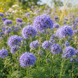 200 Pcs Globe Gilia Flower Seeds, Heirloom Blue-Headed Flowers for Planting, Fast-Growing Plants for Bright Sunlit Gardens