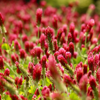 2000 Pcs Crimson Clover Seeds, Heirloom Red Flower Cover Crop for Planting, Fast-Growing Plants for Bright Sunlit Yards