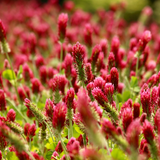 2000 Pcs Crimson Clover Seeds, Heirloom Red Flower Cover Crop for Planting, Fast-Growing Plants for Bright Sunlit Yards