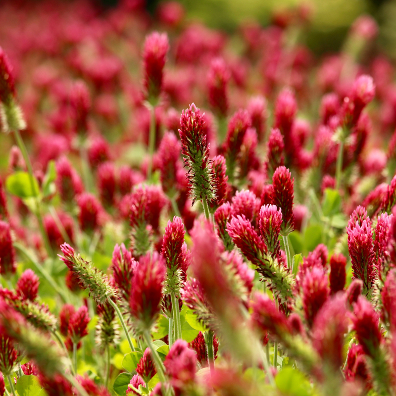 2000 Pcs Crimson Clover Seeds, Heirloom Red Flower Cover Crop for Planting, Fast-Growing Plants for Bright Sunlit Yards