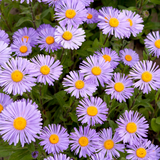 600 Pcs New England Aster Seeds, Heirloom Fall Blooming Flowers for Planting, Fast-Growing Perennial Plants for Bright Sunlit Gardens
