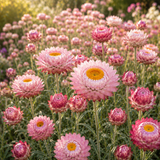 50 Pcs Silver Rose Strawflower Seeds for Planting Outdoors, Grow Robust, Easy to Care Papery Pink Blooms for Yard Borders