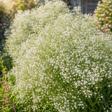 1000 Pcs Baby's Breath Seeds, Heirloom Gypsophila for Planting, Fast-Growing Flowers for Charming Sunlit Gardens & Floral Crafts