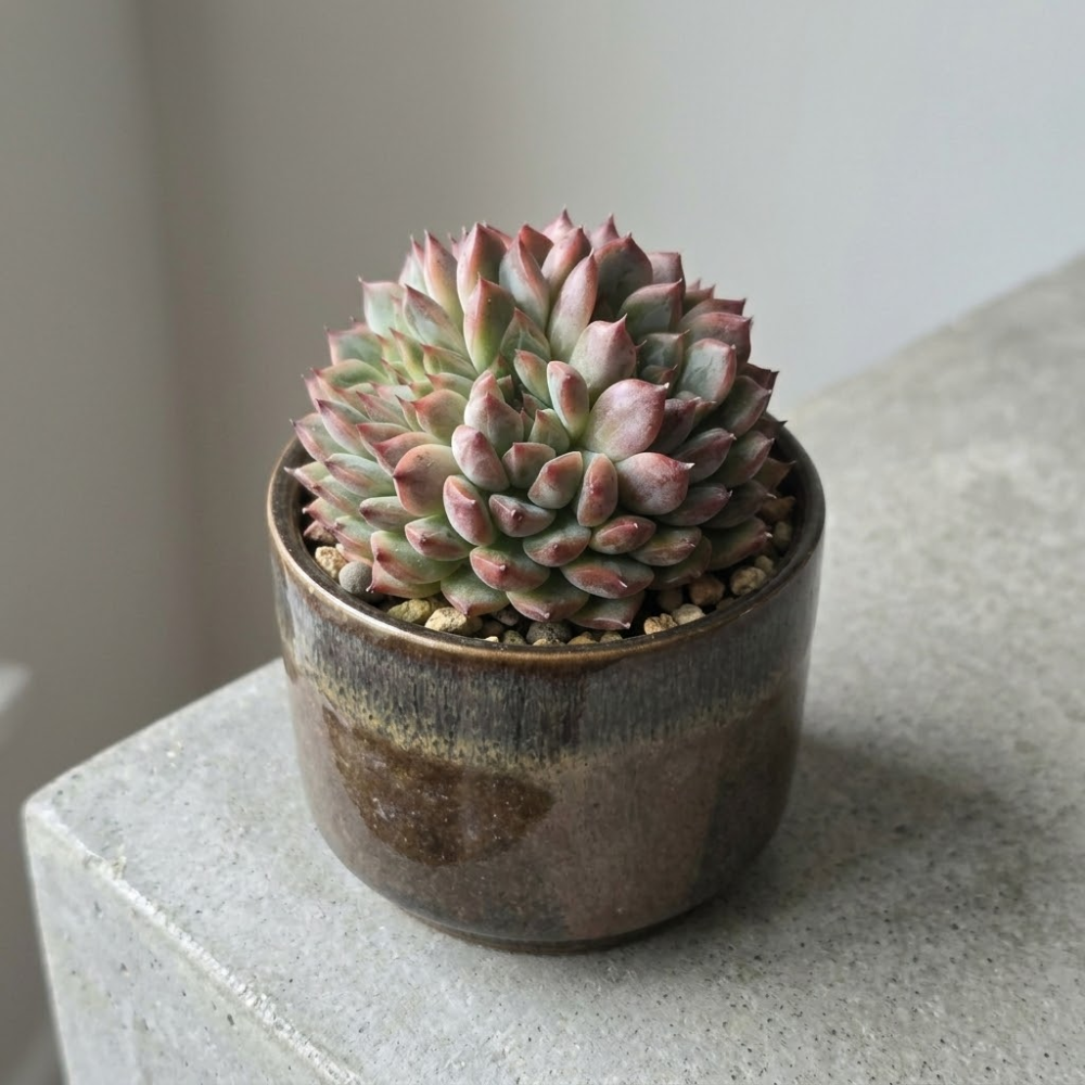 Echeveria Minima Live Succulent in 4 Inch Potted, Plant for Home Office, Wedding Hanging Decoration & DIY Projects