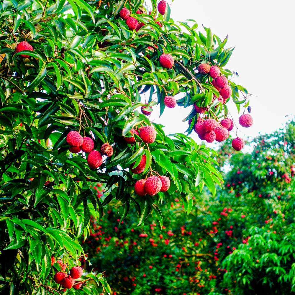 (No Ship to CA,HI,AK) Mauritius Lychee Trees Live Plants | 2.5–3 Ft Live Potted Plant | Compact Sweet Fruit Tree for Patios, Balconies & Backyard Gardens