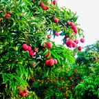 (No Ship to CA,HI,AK) Mauritius Lychee Trees Live Plants | 2.5–3 Ft Live Potted Plant | Compact Sweet Fruit Tree for Patios, Balconies & Backyard Gardens
