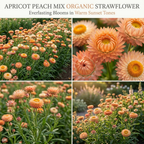 50 Pcs Organic Apricot Peach Strawflower Seeds for Planting Outdoors, Grow Robust, Easy to Care Papery Blooms for Yard Borders