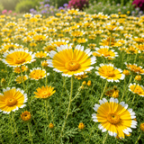 300 Pcs Tidy Tips Seeds, Non-GMO Heirloom Flowers for Patios, Vigorous Growth Delivering Spectacular White-Tipped Petals, Low Maintenance Displays