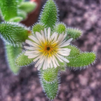 Pickle Plant, Delosperma Echinatum Live Succulent in 2 Inch Pot, Rare Live Succulent Cactus Plants for Desk Decor and Small Spaces
