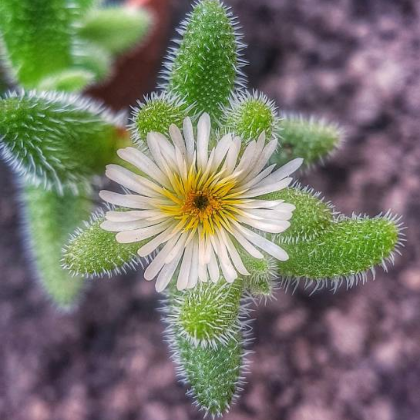 Pickle Plant, Delosperma Echinatum Live Succulent in 2 Inch Pot, Rare Live Succulent Cactus Plants for Desk Decor and Small Spaces
