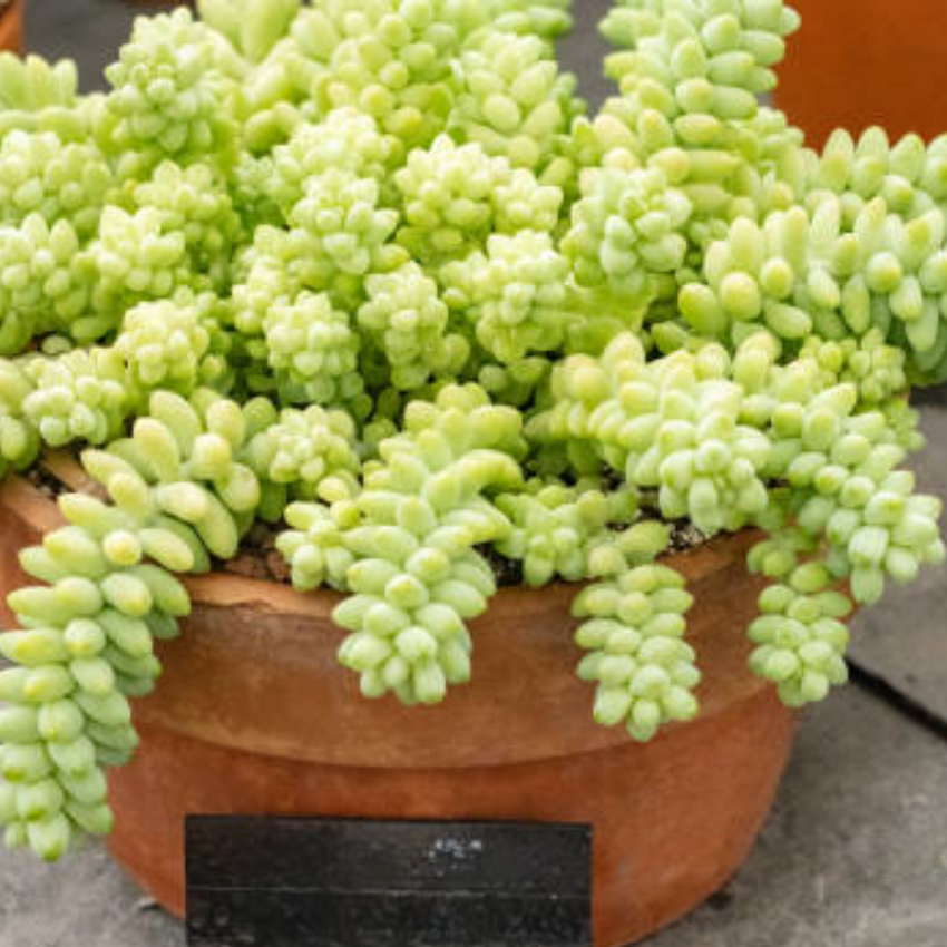 2 Succulent Plants, Donkey Tail Succulent Plants Live in 2 Inch Pot, Plant for Home Office, Wedding Hanging Decoration & DIY Projects