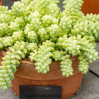 2 Succulent Plants, Donkey Tail Succulent Plants Live in 2 Inch Pot, Plant for Home Office, Wedding Hanging Decoration & DIY Projects