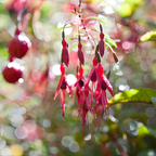 2 Fuchsia Plants Live, Gold and Red Foliage, 6-12 Inch Tall, Autumnale Variety, Trailing Flowering Plant, Ideal for Hanging Baskets