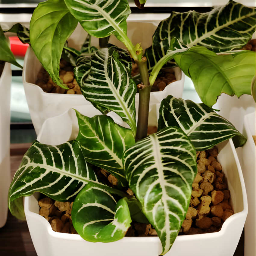 Snow White Zebra Plant, Live Aphelandra in 4 Inch Pot, Ideal for Modern Home Décor, Desk Displays & Plant Collections, Easy to Grow