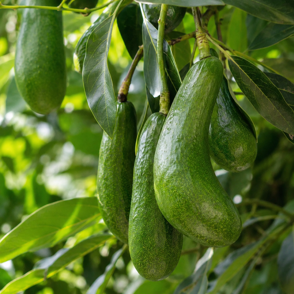 Avocado Tree Live Plants | Russell Avocado Trees Live Plants 30–36 Inch Tall | Potted Fruit Tree for Outdoor Growing & Backyard Gardens (No Ship to CA,HI,AK)