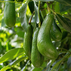Avocado Tree Live Plants | Russell Avocado Trees Live Plants 30–36 Inch Tall | Potted Fruit Tree for Outdoor Growing & Backyard Gardens (No Ship to CA,HI,AK)