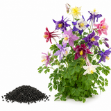 240 Pcs McKana Giant Columbine Seeds, Heirloom, Aquilegia hybrida Seeds, Fast Growing, Colorful Flower Perennial for Gardens & Landscaping