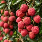 Sweetheart Lychee Tree Live Plant in 3 Gallon Pot | 30-36 Inches Tall | Litchi Chinensis Tropical Fruit Tree | Established Edible Plant for Backyard (No Ship to CA,HI,AK)