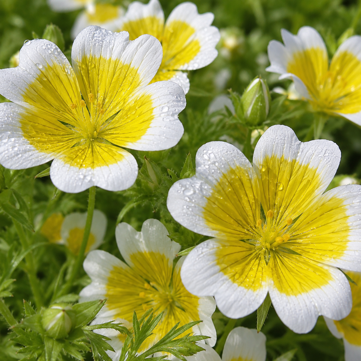 120 Pcs Poached Egg Plant Seeds, Easy to Grow, Meadowfoam Seeds, Ideal for Gardens, Borders & Pathways