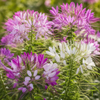 200 Spider Flower Seeds Mix for Planting Outdoors, Fast Growing, High-Yield Tall Showy Blooms, Perfect Floral Privacy Screen & Garden Background