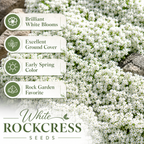 300 Purple Rockcress Seeds for Planting, Non-GMO Aubrieta deltoidea Seeds, Heirloom, Vibrant Perennial Flower Cascading Ground Cover, for Rock Gardens