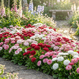 Habanera Mixed Bellis English Daisy Seeds, 30 Pcs, Non GMO, Heirloom, Cold Hardy, Ideal for Containers, Patios & Garden Accents