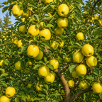 Golden Delicious Apple Tree in 3 Gallon Established Pot, Live Fruiting Shrub for Homegrown Summer and Fall Harvests (No Ship to CA,HI,AK)