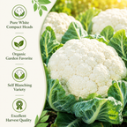450 Snowball Cauliflower Seeds, Heirloom, Improved Self-Blanching White Cauliflower, High-Yielding Vegetable Seeds for Gardeners