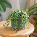 2 String of Turtles Plant Live, 4 Inch Potted Trailing Houseplant, Easy Care Indoor Plant for Home Office Decor and Hanging Displays