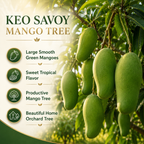 Live Keo Savoy Mango Tree 2.5–3 Ft | Sweet Tropical Mango | Fruit Tree for Yard & Patio (No Ship to CA,HI,AK)