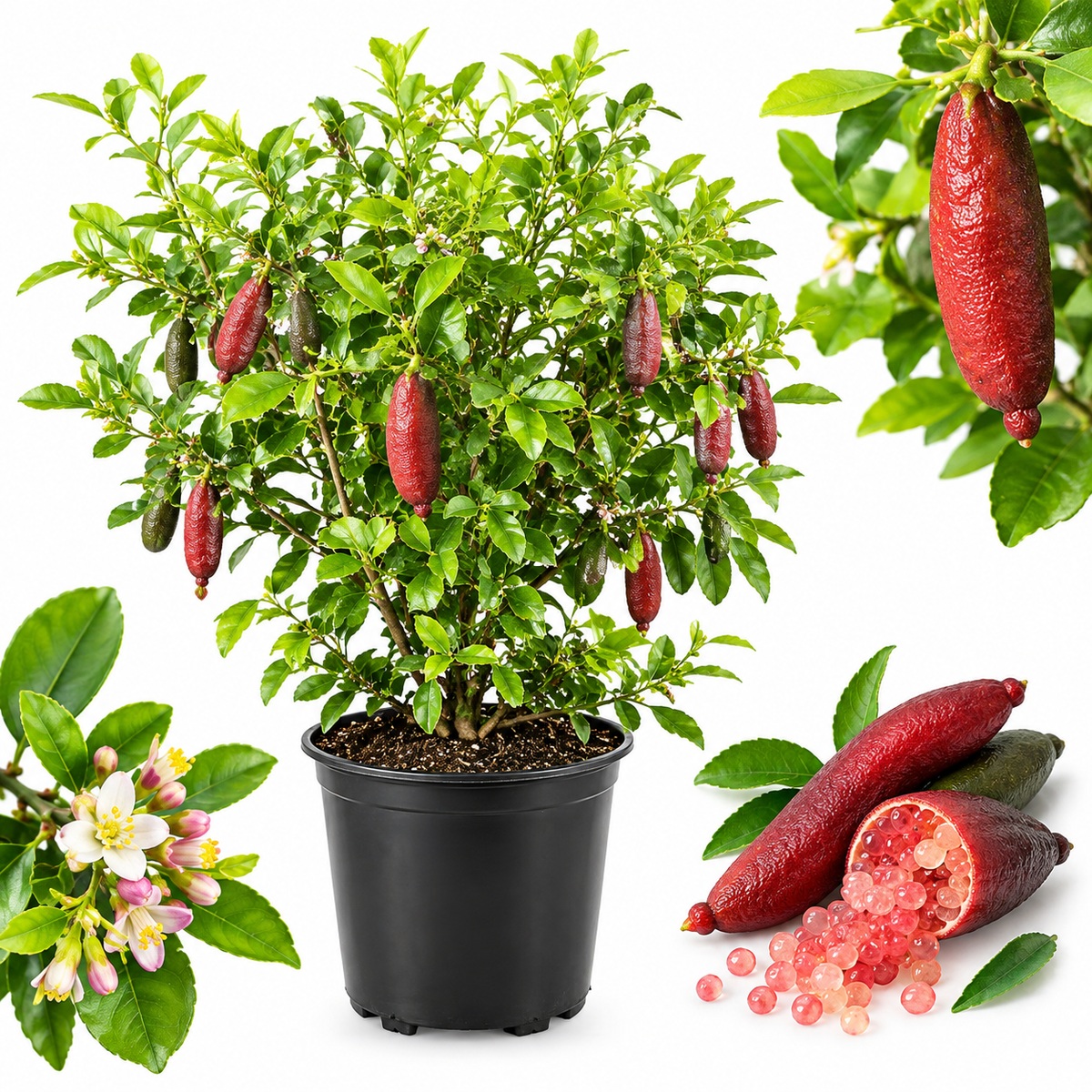 Red Finger Lime Trees Live Plants | 1 Gallon Live Potted Citrus Tree | Citrusy Juicy Fruit for Cooking, Juicing & Home Gardening (No Ship to CA,HI,AK)