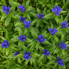300 Bottle Gentian Seeds, Non GMO, easy to Grow, Hardy Native Gentian Flower Seeds, Ideal Choice for Gardens & Borrders