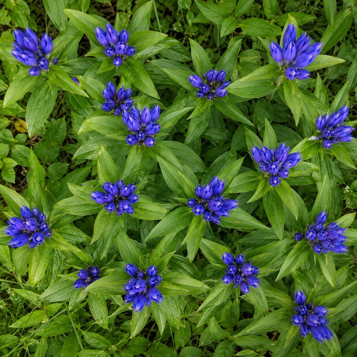 300 Bottle Gentian Seeds, Non GMO, easy to Grow, Hardy Native Gentian Flower Seeds, Ideal Choice for Gardens & Borrders