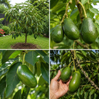 Avocado Tree Live Plants | Russell Avocado Trees Live Plants 30–36 Inch Tall | Potted Fruit Tree for Outdoor Growing & Backyard Gardens (No Ship to CA,HI,AK)