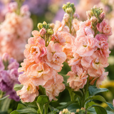 150 Katz Apricot Stock Seeds, Matthiola Incana, Non GMO, Easy Care, Heat-Tolerant, Long-Stemmed Bloom, for for Home & Garden Decor