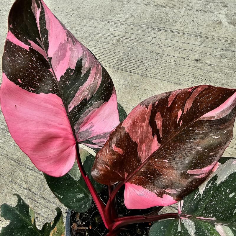 Philodendron Pink Princess Plants | Pink Princess Plant Live Houseplant in Self-Watering 4” Inch Pot | Easy-Care Indoor Plant for Shelves, Desks & Modern Spaces