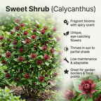 Sweet Shrub Live Plant, 12-18 Inch Tall in 4" Pot, Calycanthus Floridus Fragrant Flowering Shrub, Vigorous Growth Habit Plant