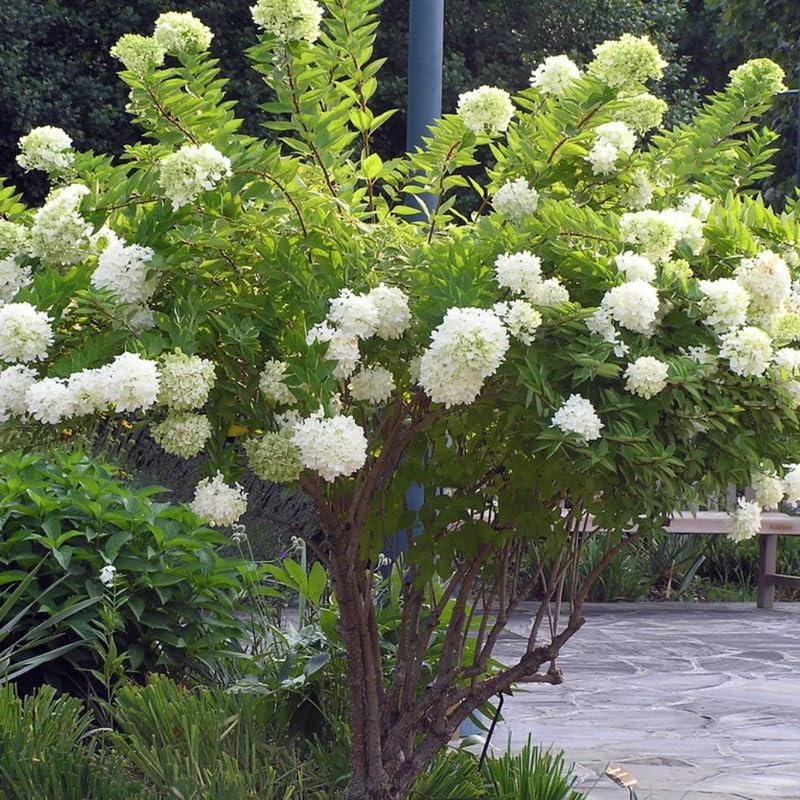 2 PeeGee Hydrangea Live Plant Bush Shrub | 12-24" Rooted Cuttings | Cold-Hardy Panicle Flowering Shrub | White to Pink Autumn Blooms