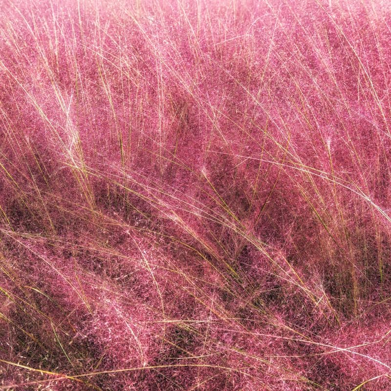Pink Muhly Grass Plant, 4-Inch Tall, Drought Tolerant, Fast Growing, Tall Ornamental Grasses Live Plants Perennial, Full Sun Plants for Outside