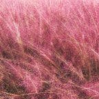 Pink Muhly Grass Plant, 4-Inch Tall, Drought Tolerant, Fast Growing, Tall Ornamental Grasses Live Plants Perennial, Full Sun Plants for Outside
