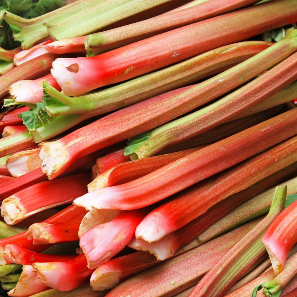 Victoria Rhubarb Plant, Well-Rooted 4-6" Rhubarb Root, Cold-Hardy High Yield Edible Plant for Backyard Rows