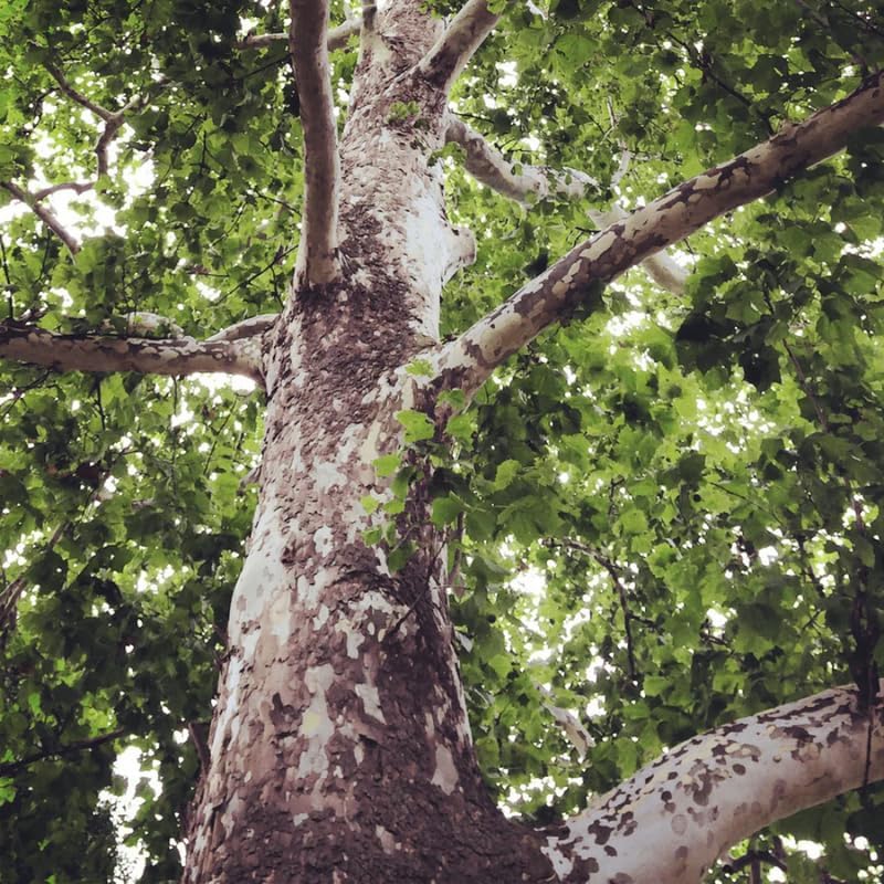 10 American Sycamore Tree Live Plant | 1-2ft Bare Root Seedlings | Fast Growing Shade Tree | Robust Well-Rooted Plant