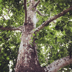 10 American Sycamore Tree Live Plant | 1-2ft Bare Root Seedlings | Fast Growing Shade Tree | Robust Well-Rooted Plant