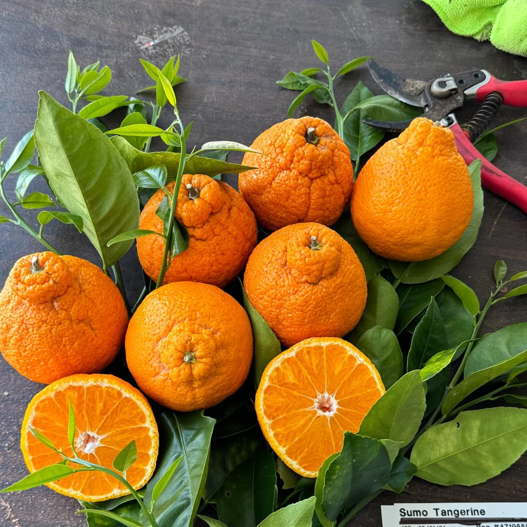 (No Ship to CA,HI,AK) Kishu Mandarin Oranges Tree Live Plant | 1 Gallon Live Potted Citrus Tree | Sweet Juicy Fruit for Cooking Juicing & Home Gardening