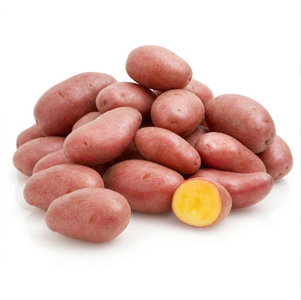 Seed Potatoes Mix - Red - Russet - Yukon Gold, 2 Lbs, Non GMO, Easy To Grow, Heirloom Potato Seeds for Planting Outdoors
